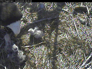 Fort St Vrain eaglets