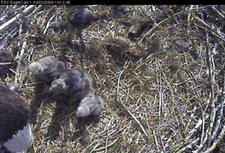 Fort St Vrain eaglets