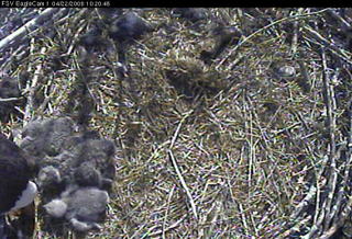 Fort St Vrain eaglets