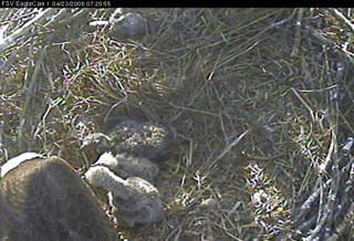 Fort St Vrain eaglets