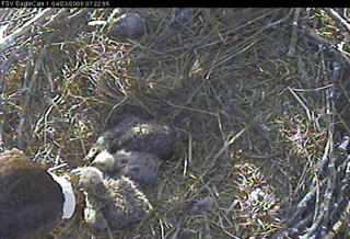 Fort St Vrain eaglets