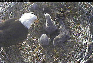 Fort St Vrain eaglets