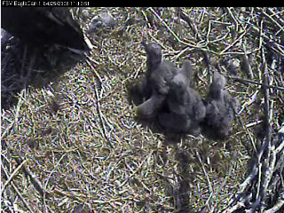 Fort St Vrain eaglets