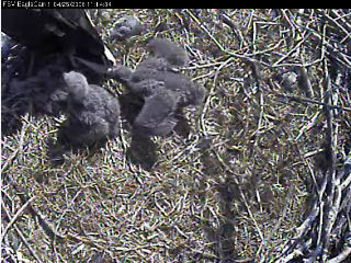 Fort St Vrain eaglets