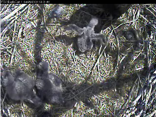 Fort St Vrain eaglets