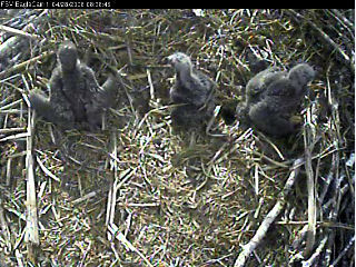 Fort St Vrain eaglets
