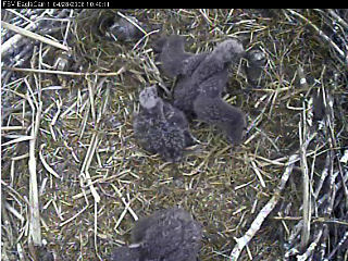 Fort St Vrain eaglets