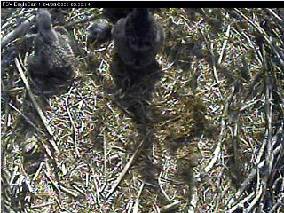 Fort St Vrain eaglets