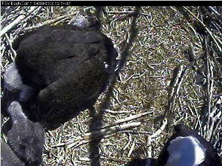 Fort St Vrain eaglets