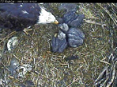 Fort St Vrain eaglets