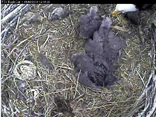 Fort St Vrain eaglets