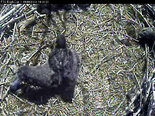 Fort St Vrain eaglets