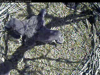 Fort St Vrain eaglets