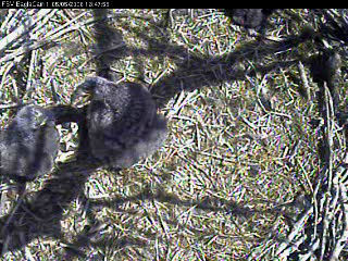 Fort St Vrain eaglets