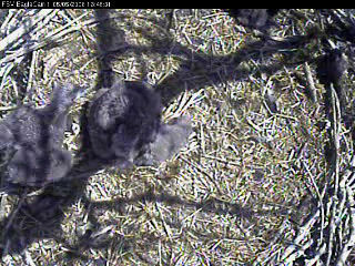 Fort St Vrain eaglets