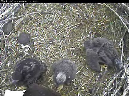 Fort St Vrain eaglets
