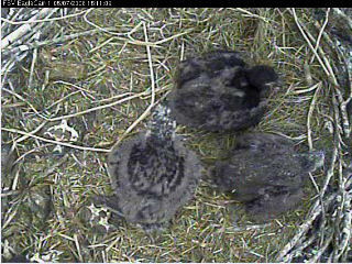 Fort St Vrain eaglets