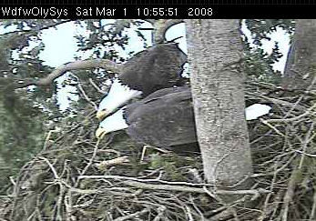 Lake Washington eagles