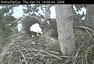Lake Washington eaglets