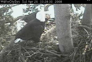 Lake Washington eaglets