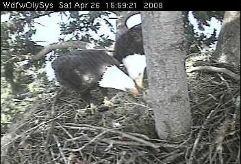 Lake Washington eaglets