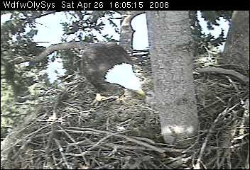 Lake Washington eaglets