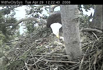 Lake Washington eaglets