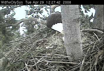 Lake Washington eaglets