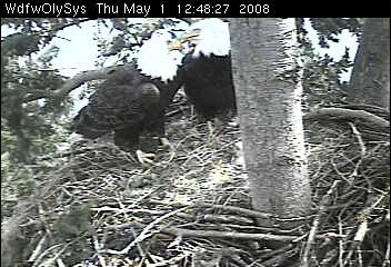 Lake Washington eaglets