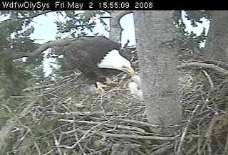 Lake Washington eaglets