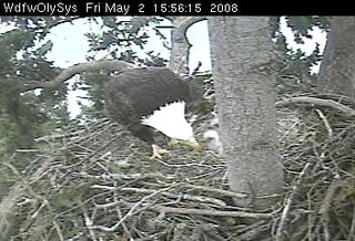 Lake Washington eaglets