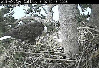 Lake Washington eaglets