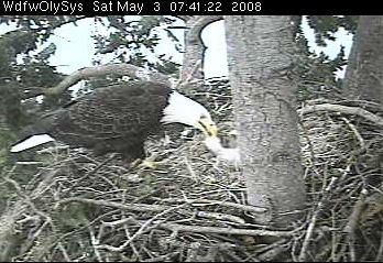 Lake Washington eaglets
