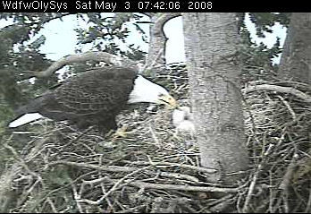 Lake Washington eaglets