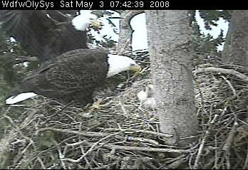Lake Washington eaglets