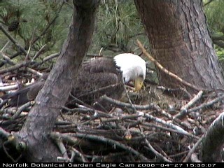 Norfolk eaglet