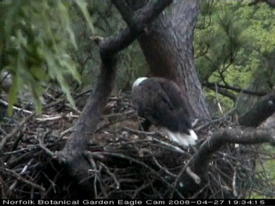 Norfolk eaglet