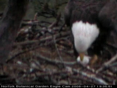 Norfolk eaglet
