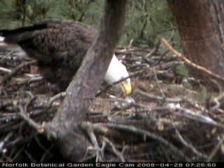 Norfolk eaglet
