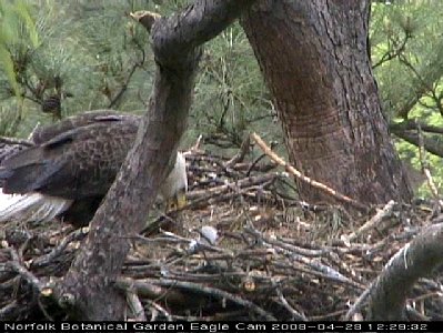 Norfolk eaglet