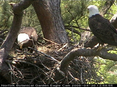 Norfolk eaglet