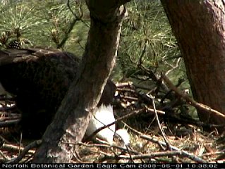 Norfolk eaglet