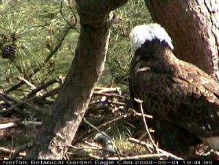Norfolk eaglet