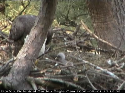 Norfolk eaglet
