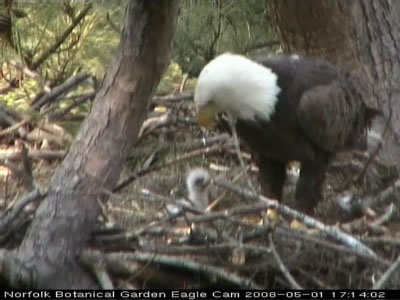 Norfolk eaglet