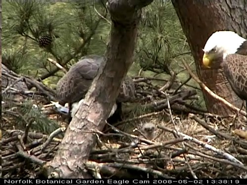 Norfolk eaglet