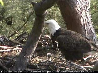 Norfolk eaglet