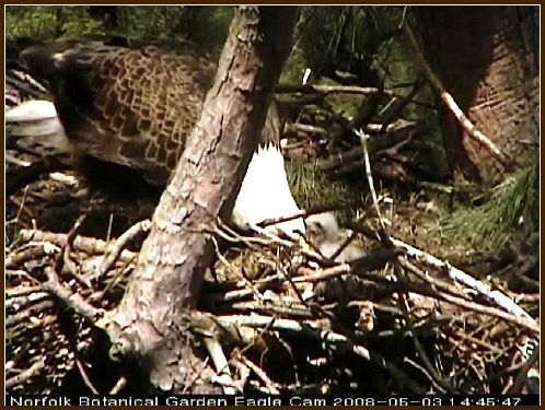 Norfolk eaglet