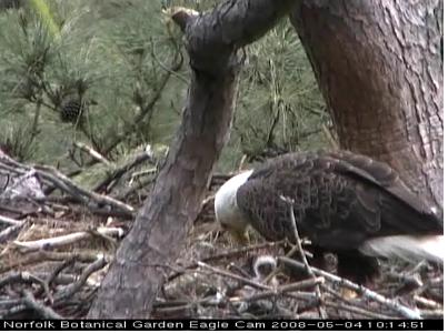 Norfolk eaglet