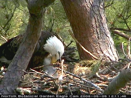 Norfolk eaglet